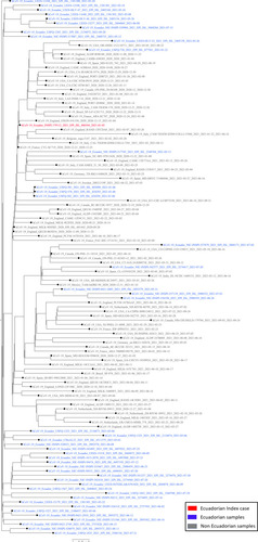 Figure 2 Maximum likelihood phylogeny of a sample of B.1.1.7 Pango lineage/VOC Alpha genomes from Europe, Latin America and North America. Names of key sequences from Ecuador are featured; the first sequence from Ecuador is shown in red, a selection of additional sequences produced by the national genomic surveillance scheme are shown in blue, and genomes from international locations are shown in grey.