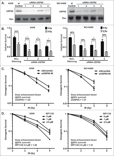 Figure 2. Radiosensitization of NSCLC cells by USP9X inhibition. (A) A549 (left) and NCI-H460 (right) cells were transfected with 4 independent siRNAs against USP9X. Western blotting was performed to assess the extent of knockdown compared to control siRNA transfection. (B) A549 (left) and NCI-H460 (right) cells were transfected with individual siRNAs against USP9X, and then 24 hours later were treated with a dose of ionizing radiation estimated to yield 50% viability in control cells transfected with a non-silencing siRNA. 24 hours after irradiation, luminescent cell viability assays were performed in triplicate wells. Percentiles above each pair of bars indicate the percentage of cells that were killed following IR and siRNA knockdown compared to siRNA knockdown alone. Percentiles greater than those of non-silencing siRNA indicate synergy, marked by asterisks. Error bars represent standard deviation. (C) A549 (left) and NCI-H460 (right) cells were transfected with USP9X siRNA #2, and then 48 hours later received 0–6 Gy IR. Clonogenic assays were performed to assess effects on proliferation. Error bars represent standard deviation. Dose enhancement factors were calculated based on extrapolation of proportional effects on clonogenic survival. (D) A549 (left) and NCI-H460 (right) cells were treated with WP1130, a small molecule USP9X inhibitor, and then 24 hours later received 0–6 Gy IR. Clonogenic assays were performed to assess effects on proliferation. Error bars represent standard deviation. Dose enhancement factors were calculated based on extrapolation of proportional effects on clonogenic survival.