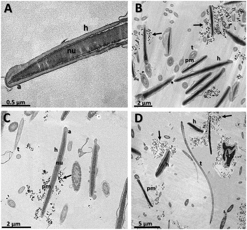 Figure 5. Transmission electron micrographies of bull spermatozoa after 4 h of incubation. (A) CO – control group, (B) G0.015: Group treated with MNP-DMSA at the concentration of 0.015 mg Fe/mL, (C) G0.03: Group treated with MNP-DMSA at the concentration of 0.03 mg Fe/mL and (D) G0.06: Group treated with MNP-DMSA at the concentration of 0.06 mg Fe/mL. Note the presence of MNP-DMSA clusters close to the head of the sperm cells in all treated groups (arrows). Nanoparticles were not observed inside the sperm cytoplasm. pm: plasmatic membrane, a: acrosome, nu: nucleus, h: head, t: tail.