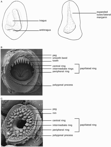 Figure 2 Terminology for mastigoteuthid funnel-locking cartilage and suckers. A, Funnel-locking cartilage; B, arm-sucker morphology; C, tentacle-sucker morphology.