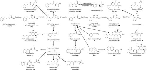 Figure 3. Outline metabolism of unsubstituted ω-phenyl-alkanoic acids.