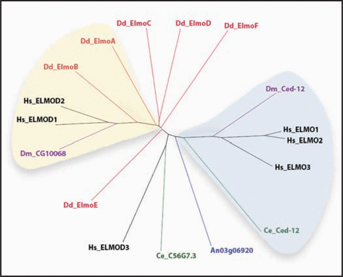 Figure 1 A relatedness tree of Elmo domains from proteins of five species is shown. The domain borders (indicated after each protein name below) were identified by a protein blast query of the full-length sequence. Species represented are Dictyostelium discoideum (Dd; red; elmoA: 364–551; elmoB: 106–266; elmoC: 363–547; elmoD: 288–456; elmoE (split domain): 477–566, 628–700; and elmoF (split domain): 259–350, 410–478), Homo sapiens (Hs; black; ELMO1: 300–482; ELMO2: 292–475; ELMO3: 175–356; ELMOD1: 115–304; ELMOD2: 112–272; ELMOD3: 151–314), Caenorhabditis elegans (Ce; green; C56G7.3: 123–293; Ced-12: 362–475), Drosophila melanogaster (Dm; purple; CG10068-PA: 121–290; Ced-12: 297–480) and Aspergillus niger (An; blue; AnCG5336: 220–410). Note that the Dd Elmo domains of elmoE and elmoF are split by poly-glutamine stretches, common in Dictyostelium proteins, which have been eliminated for the alignment. Highlighted in light blue are Elmo proteins reported to promote GEF activity. Highlighted in yellow are Elmo proteins speculated to promote GAP activity based on their proximity to the functionally characterized human ElmoD1 and D2 proteins and on preliminary results. Sequences were aligned with ClustalW2 (http://www.ebi.ac.uk/Tools/clustalw2/index.html). The resulting guide tree (dnd) was used to create a circular tree in the Java phylogenetic tree viewer Hypertree (http://kinase.com/tools/HyperTree.html; and ref. Citation24).