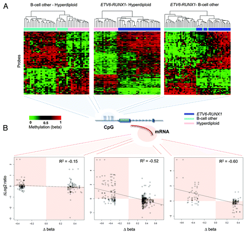 Figure 3. (A) The 3 heatmaps display unsupervised hierarchical clustering of significant probes delineating the 3 subtypes. A total of 66 probes were found to be differentially methylated between the ETV6-RUNX1 and “B-cell other” samples, 172 probes were found to be differentially methylated between ETV6-RUNX1 and Hyperdiploid subtypes and 77 probes were differentially methylated between Hyperdiploid and “B-cell other.” (B) Correlations between methylation and gene expression differences (∆β and ∆Log2 Ratio) between subtypes.
