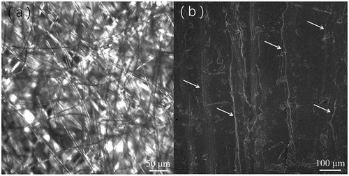 Figure 1. (a) A optical microscope image of the catkin fibers. (b) A SEM image of the cross section of the LCE/CFB composite. The embedded catkin fibers are pointed by the arrows.