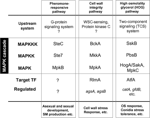 Fig. 2. Components of three MAPK cascades and associated mechanisms in Aspergillus nidulans.