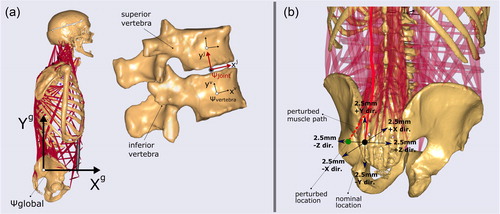 Figure 1. (a) The musculoskeletal model used in this study (Bayoglu et al. Citation2019), bones are displayed in beige and muscle-tendon elements in red. The reference frame depicted in the sagittal view is the global reference frame (ψglobal). In the global frame, +Xg, +Yg, and +Zg-axes point anteriorly, cranially, and laterally (to the right side of the cadaver), respectively. The vertebral (ψvertebra) and intervertebral disc joint reference frames (ψjoint) are shown for one motion unit. The orientations of the joint reference frames were defined as the average of their corresponding superior and inferior vertebrae reference frames (Senteler et al. Citation2016). The compressive force at the intervertebral disc is calculated along the yj-axis of the joint reference frame while the shear is the force component on the xz plane. (b) Here the perturbations of the muscle attachment locations are illustrated. In this example, the measured location (nominal) was perturbed 2.5 mm along the negative Zg-axis. The modified muscle path due to this perturbation is indicated by the red dashed line.