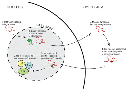 Figure 2. SnRNP biogenesis is closely controlled along the maturation pathway. Misfolded snRNAs are degraded by the exosome/TRAMP complex dependent pathway. Next, formation of the snRNP export complex is monitored and only the properly assembled export complex is transported to the cytoplasm. In the cytoplasm, snRNAs with non-functional Sm-binding site are degraded. Sm-ring assembly and cap trimethylation serve as an additional checkpoint and only properly formed snRNPs are imported back to the nucleus. The core snRNP is targeted to the Cajal body where snRNP-specific proteins are added and di- and tri-snRNPs are formed. If either of these last steps fails, immature snRNPs are retained in the Cajal body.
