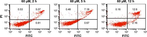 Figure S3 Time-course analysis of apoptosis.Notes: MG-63 cells were treated with 60 μM Echinacoside for 2 h, 5 h, and 12 h, and significant apoptosis was seen after treatment for 12 h.Abbreviations: h, hours; PI, propidium iodide.