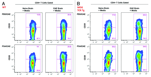 Figure 3. PSA-sensitized CD39+ CD4 T cells display increased migratory capacity toward CNS extracts of EAE mice in vitro. The chemotactic migration of CD39+ vs. CD39- CD4 T cells to CNS extracts of naïve or EAE mice was analyzed by transwell migration assay. (A) CLN leukocytes from PSA- or PBS-treated EAE-induced C57BL/6 mice were added to the insert well, and the lower chambers were supplied with naïve or EAE murine CNS extracts. Twenty-four hr after incubation, cells migrated into the lower chambers were analyzed by flow cytometry. Frequencies of CD39+ and CD39- subsets within CD4 T cells were compared for all conditions. Representative flow plots are shown. (B) CLN leukocytes from PSA- or PBS-treated EAE-induced 2D2 mice (MOG35–55 TCR Tg mice) were added to the insert well, and lower chambers were conditioned as in (A). The same analysis was performed 24 h after incubation, and representative flow plots are shown.