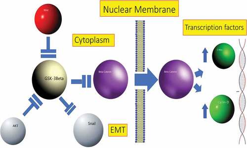 Figure 1. GSK-3β-mediated signaling pathways. When the Wnt ligand is present, it inhibits GSK-3β on the target cell, which suppresses β-catenin phosphorylation and makes it stable in cytoplasm. Stable β-catenin translocates into the nucleus promoting transcription of target genes such as c-Myc and cyclin-D. GSK-3β prevents epithelial–mesenchymal transition (EMT) by inhibiting Snail, a repressor of E-cadherin gene. GSK-3β phosphorylates several upstream and downstream components of the PI3K/AKT/mTOR pathway, and AKT can phosphorylate GSK-3β and inhibit its activity.