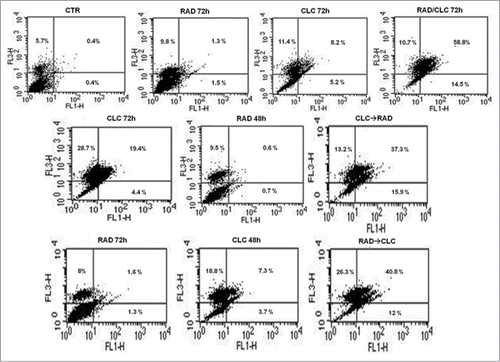 Figure 2. FACS analysis after double labeling A498 cell line with PI and Annexin V. The cells were treated with CLC and RAD alone and in sequence, compared to the control. Insets show the percentage of cells in the different quadrants. UL = Upper Left (necrosis); UR = Upper Right (late apoptosis); LL = Lower Left (viable); LR = Lower Right (early apoptosis). Untreated cells, CTR; CLC added for 72 h and RAD for the last 48 h, CLC→RAD; RAD added for 72 h and CLC added for the last 48 h, RAD→CLC; RAD and CLC added simultaneously for 72 h, RAD/CLC 72h. The figure is representative of 3 different experiments that always gave similar results.