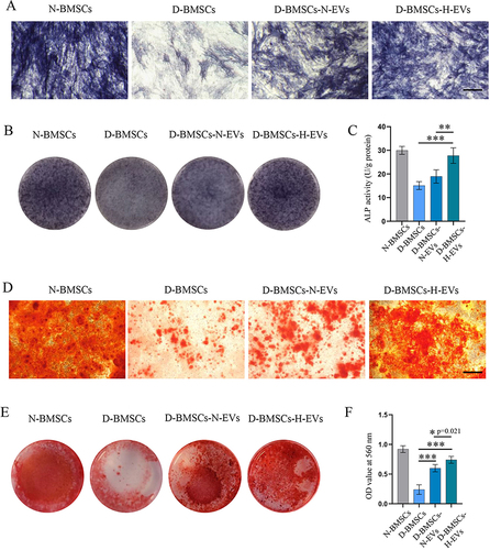 Figure 5 Diabetic BMSCs stimulated by H-EVs showed enhanced osteogenesis. (A) The expression of ALP in MSCs was visualized using the BCIP/NBT method (scale bar: 100 μm). (B) The photographs of ALP staining and (C) the quantitative analysis of ALP activity in cell lysates demonstrated consistent results. (n = 6) (D) Alizarin Red staining was performed to evaluate calcium deposition in BMSCs (scale bar: 100 μm). (E) The ARS in each well was extracted, (F) and its absorbance was measured at a wavelength of 570 nm for semi-quantitative analysis (n = 6).