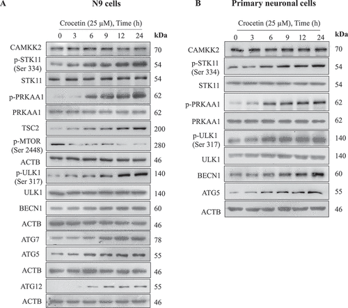 Figure 2. Crocetin promotes STK11-dependent phosphorylation of AMPK pathway. Representative western blotting results of autophagy markers p-STK11 (Ser334), STK11, p-PRKAA1, PRKAA1, p-ULK1 (Ser317), ULK1, p-MTOR (Ser2448), TSC2, BECN1, ATG5, ATG7, and ATG12 levels in (A) N9 cells and (B) primary neuronal cells treated with crocetin 25 µM for different time intervals. ACTB was used as the housekeeping protein. Findings demonstrated crocetin upregulated autophagy marker in a time-dependent manner. These experiments were repeated three independent times. Data quantification is shown in Supplementary data (Fig. S2A and S2B)