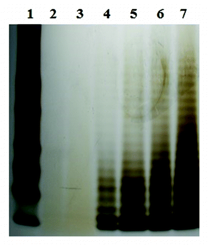 Figure 1. Silver staining of S. Paratyphi A LPS on SDS PAGE. Lane 1: BanchMark prestained ladder (Invitrogen Cat# 10748–010). Lanes 2 and 3: S. Paratyphi A OSP 20 μg and 10 μg respectively. Lanes 4–7: Different amounts of S. Paratyphi A LPS in μg 0.5, 1, 2.5, and 5 respectively.