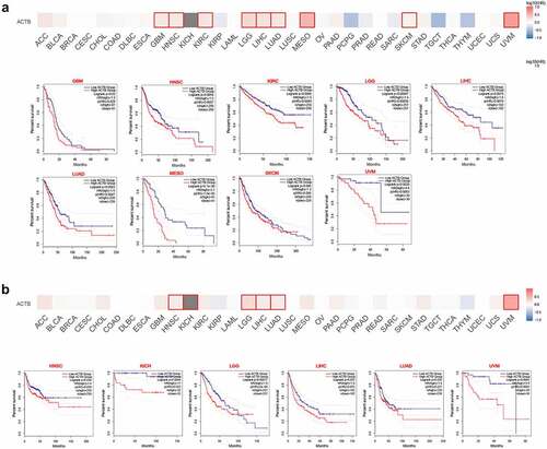 Figure 3. Relationship between ACTB expression and patient prognosis of different cancers based on the TCGA data. (a) OS map and Kaplan-Meier curves of TCGA cancers by ACTB gene expression using gene expression profiling interactive analysis 2 (GEPIA2). (b) DFS map and Kaplan-Meier curves of TCGA cancers by ACTB gene expression using GEPIA2