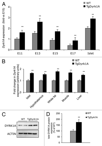 Figure 2. Pancreatic expression of Dyrk1a. (A) Quantitative PCR analysis of Dyrk1a mRNA expression in pancreases from wild-type and mBACTgDyrk1A mice at different stages of fetal development and in adult islets. Data are presented as fold enrichment over E15 embryonic pancreas. (B) Quantitative PCR analysis of Dyrk1a mRNA expression in pancreases from wild-type and mBACTgDyrk1A mice in different tissues and in adult islets. Data are presented as fold enrichment over wild-type. (C) Immunoblot for DYRK1A and β actin in adult islet extracts. Quantification is presented in (D). Data are shown as the mean ± SEM of at least 3 independent experiments. **P < 0.01.