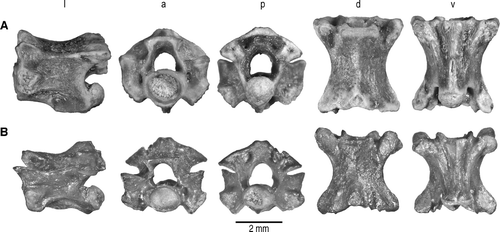 FIGURE 10 Trunk vertebrae of Kelyophis hechti, gen. et sp. nov., from the Late Cretaceous of Madagascar in l, lateral; a, anterior; p, posterior; d, dorsal; and v, ventral views. A, anterior trunk vertebra, FMNH PR 2539 (lateral view reversed); B, mid-trunk vertebra, UA 9682 (holotype).