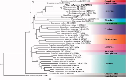Figure 1. Phylogenetic tree of 36 species of Chrysomeloidea including Philus pallescens (in this study, MZ747394) and 1 outgroup based on the sequence of mitochondrial 13 protein-coding genes. The tree was reconstructed under the GTRGAMMA model implemented in RAxML v.8.1.17 (Stamatakis Citation2014). Nodal support confidence was estimated using a fast bootstrapping analysis with 1000 replicates in RAxML with the model GTRCAT.