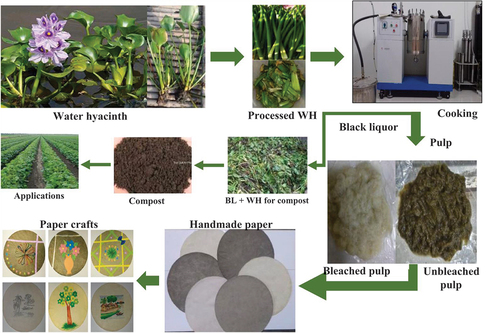 Figure 1. Production of compost and handmade paper from the seaweed water hyacinth (Islam et al. Citation2021).