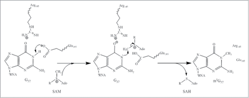 Figure 3. Proposed catalytic reaction mechanism for Trm5. R: (CH2)2-CH(NH2)COO−.
