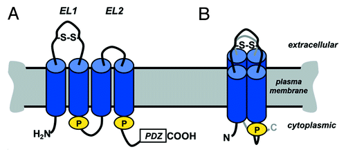 Figure 1. Claudin secondary structure. (A) Claudin line diagram showing key features including the two extracellular loop (EL) domains, where EL1 contains a putative di-sulfide bond (S-S). Cylinders represent predicted transmembrane α-helical domains. Also highlighted are two palmitoylation motifs (“P”) and the PDZ binding motif at the extreme C-terminus of the protein. (B) Claudin conformation in the plane of the membrane, showing the four transmembrane α-helical domains as a tightly packed complex. Adapted from.Citation4