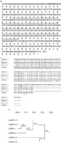 Figure 5. Bioinformatics analysis of L. chinensis eIF1A gene and protein.Note: (A) Nucleotide and deduced amino acid sequence of LceIF1A. The start codon and ending codon are marked red. The conserved oligonucleotide-binding site is underlined. (B) Multiple sequence alignment among EIF1A protein sequences, including AtEIF1A (accession number: BAK04646) from A. thaliana, OsEIF1A-1 (accession number: CAD91550) and OsEIF1A-2 (accession number: CAD91551) from O. sativa, ZmEIF1A-1 (accession number: NP001148997) and ZmEIF1A-2 (accession number: ACG49138) from Z. mays and LcEIF1A (accession number: ADI47121). (C) Phylogenetic tree analysis among these EIF1A protein sequences.