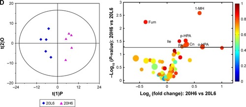 Figure 5 OPLS-DA scores and corresponding volcano plots from the urine.Notes: Orthogonal projection to latent structures with discriminant analysis (left panels) and corresponding volcano plots (right panels) derived from 1H nuclear magnetic resonance data of urine obtained from pairwise groups: C6-20L6 (A), C24-20L24 (B), C48-20L48 (C) and 20L6-20H6 (D). C, L, and H represent the control and low- and high-dose groups, respectively, 6, 24, and 48 represent 6, 24, and 48 hours posttreatment, respectively, 20 represents Fe@Si NPs of 20 nm. Marked circles in color volcano plots represent metabolites with statistically significant differences.Abbreviations: OPLS-DA, orthogonal projection to latent structures with discriminant analysis; Fe@Si, Fe3O4@SiO2-NH2; NPs, nanoparticles; AB, aminobutyrate; AA, acetoacetate; Ab, anabasine; Ace, acetate; Ach, acetylcholine; Aco, aconitate; Act, acetone; AD, acetamide; AH, aminohippurate; Ala, alanine; All, allantoin; Arg, arginine; Asn, asparagine; Ben, benzoate; Bet, betaine; Bu, butyrate; Ch, choline; Ci, citrate; Cn, creatinine; Cr, creatine; DG, deoxyguanosine; DMA, dimethylamine; DMG, dimethylglycine; DU, deoxyuridine; EA, ethanolamine; Eth, ethanol; For, formate; Fum, fumarate; G, glycerol; GA, guanidinoacetate; Glc, glucose; Gln, glutamine; Glu, glutamate; Gly, glycine; GPC, glycerolphosphocholine; HB, hydroxybutyrate; HG, homogentisate; HIB, hydroxyisobutyrate; Hip, hippurate; HIV, hydroxyisovalerate; IB, isobutyrate; Ile, isoleucine; IP, isopropanol; IV, isovalerate; KG, ketoglutarate; KIV, ketoisovalerate; L, lipid; Lac, lactate; LDL, low-density lipoprotein; Leu, leucine; Lys, lysine; MA, methylamine; Mal, malonate; MG, methylguanidine; MH, methylhistidine; m-HPA, meta-hydroxyphenylacetate; m-I, myo-inositol; Met, methionine; MM, methylmalonate; Mol, methanol; NA, nicotinamide; NAD, nicotinamide adenine dinucleotide; NAG, N-acetylglutamate; NAS, N-acetyl glycoprotein signal; N-MH, N-methylnicotinamide; NP, neopterin; o-HPA, ortho-hydroxyphenylacetate; PA, picolinate; PAG, phenylacetylglycine; Pan, pantothenate; PAP, adenosine 3′,5′-diphosphate; PC, phosphocholine; Phe, phenylalanine; p-HPA, para-hydroxyphenylacetate; Prop, propionate; Py, pyruvate; Ser, serine; Suc, succinate; Tau, taurine; TGL, trigonelline; Thr, threonine; TMAO, trimethylamine N-oxide; Trp, tryptophan; Tyr, tyrosine; UC, urocanate; Val, valine; VLDL, very-low-density lipoprotein.