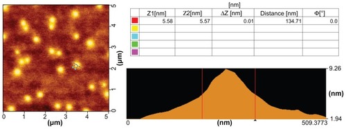 Figure 6 Representative atomic force microscopic image of PEI-Et/pDNA complexes at a w/w ratio of 20.Abbreviations: pDNA, plasmid DNA; PEI-Et, PEI derivative with ethylene biscarbamate linkage.