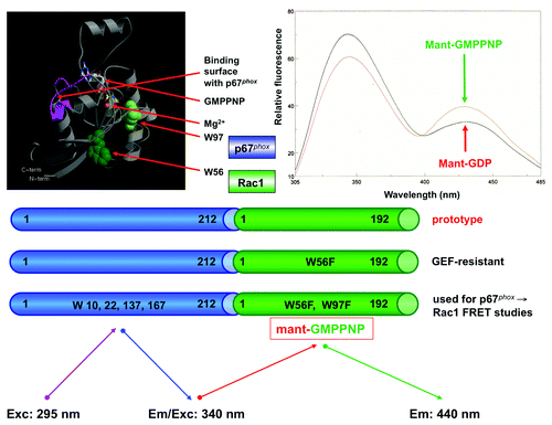 Figure 5. Structure of mutants used in intramolecular FRET studies on the [p67phox – Rac1] chimera. The prototype chimera [p67phox(1–212)-Rac1(1–192)] was subjected to either one (W56F) or 2 mutations (W56F; W97F) in the Rac1 moiety, resulting in the generation of chimeras with 4 tryptophans in the p67phox moiety and 1 or none in the Rac1 moiety. The W56F mutation was confirmed by the lack of response of the mutant Rac1 to the Rac-specific guanine nucleotide exchange factor (GEF), TrioN.Citation129 The principle of intramolecular FRET is summarized in the bottom part of the figure. In the upper left panel of the figure is a ribbon diagram of Rac1 in the GMPPNP-bound form. Residues W56 and W97 are displayed in dark and light green, respectively. The GMPPNP is displayed as a stick model with atoms colored by atom type (oxygen, red; carbon, white; nitrogen, blue; phosphorous, yellow). The orange sphere represents the Mg2+. The binding surface of Rac1 with p67phox (based on ref. Citation72) is colored in pink. The upper right side panel illustrates an overlay of characteristic emission spectra (305–485 nm) of the [p67phox – Rac1] chimera containing W56F and W97F mutations, in the mant-GDP and mant-GMPPNP-bound forms, excited at 295 nm. The GMPPNP-bound form exhibits enhanced FRET, in comparison to the GDP-bound form of the same chimera. This is expressed in an increase in mant-dependent fluorescence emission, at 440 nm, and a reduction in tryptophan-dependent fluorescence emission, at 340 nm (modified from ref. Citation83).