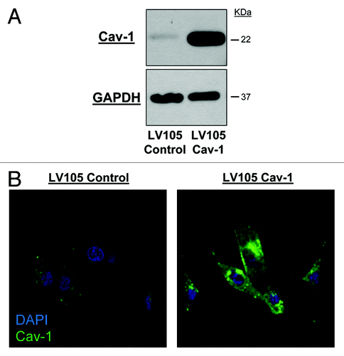 Figure 1. Stable expression of Cav-1 in U-87MG cells. (A) Expression levels of Cav-1 measured by immunoblot analyses of U-87MG cells transduced with either LV105 control or LV105 Cav-1 lentivirus. (B) Immunofluorescent staining of Cav-1 in transduced U-87MG cells. Magnification = 40×.