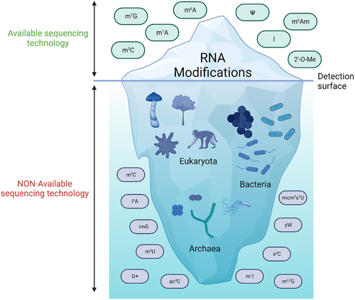 Figure 1. RNA modifications detected and those yet to be found. Better sequencing technologies have allowed the identification of millions of new modification sites in all types of RNAs. Considering that > 170 different types of modified ribonucleotides have been found until now [Citation9], it is to be expected that these novel technologies will result in a big increase in identifiable RNA modifications which may be now hidden below the detection threshold. Created with BioRender.com [Citation10].