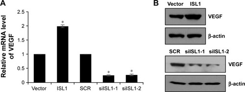 Figure 3 ISL1 correlates with VEGF expression in MCF-7 cells.