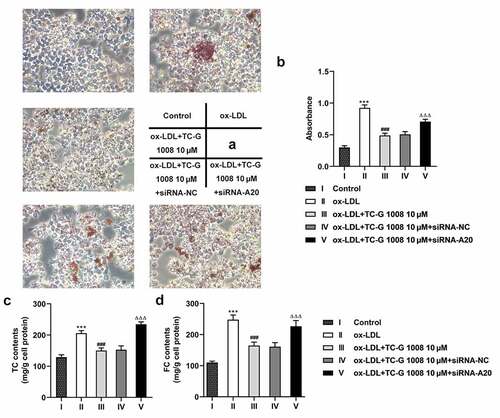 Figure 4. GPR39 improved ox-LDL-induced lipid accumulation of Raw 264.7 cells in an A20-dependent manner. (a-b) Lipid accumulation in ox-LDL-stimulated macrophages in different treatment group, tested with Oil red O staining. (c-d) TC and FC content in ox-LDL-challenged macrophages in different treatment group, determined by commercial kits. ***P < 0.001 vs. Control; ###P < 0.001 vs. ox-LDL; ΔΔΔP<0.001 vs. ox-LDL+TC-G 1008 μM+siRNA-NC