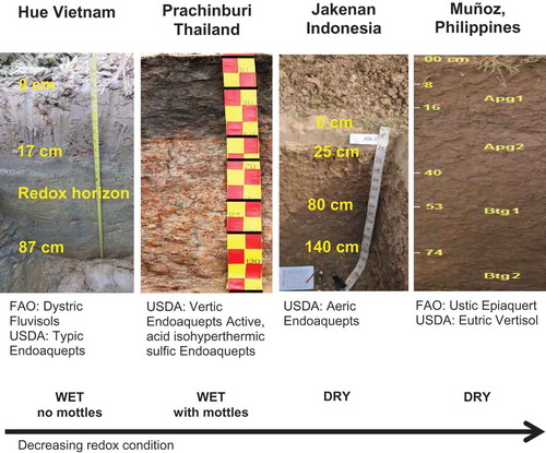 Figure 2. Comparison of the soil profiles in the four experimental sites. The soil profiles are arranged according to the apparent soil redox condition with showing the USDA and FAO classifications.