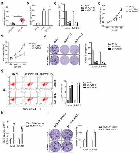 Figure 1. The upregulated expression level of PVT1 was observed in ALL. (a) qRT-PCR analysis for PVT1 expression level in plasma samples from ALL and healthy controls. **P< 0.01 compared to control. (b) PVT1 expression level in ALL Jurkat and SUP-B15, as well as PBMC. **P< 0.01 compared to PBMC. (c) Jurkat and SUP-B15 cells were transfected with sh-NC or sh-PVT1. The relative expression level of PVT1 after transfection was detected using the qRT-PCR assay. (d-e) The proliferation of Jurkat and SUP-B15 cells was detected by a CCK-8 assay. (f) Colony formation analysis of colony formation in Jurkat and SUP-B15 cells. (g) Cell apoptosis assay for transfected Jurkat and SUP-B15 cells. (h) Jurkat and SUP-B15 cells were transfected with pcDNA3.1-Vector or pcDNA3.1-PVT1. The relative expression level of PVT1 after transfection was detected using the qRT-PCR assay. (i) Colony formation analysis of colony formation in Jurkat and SUP-B15 cells. **P< 0.01 compared to pcDNA3.1-Vector.