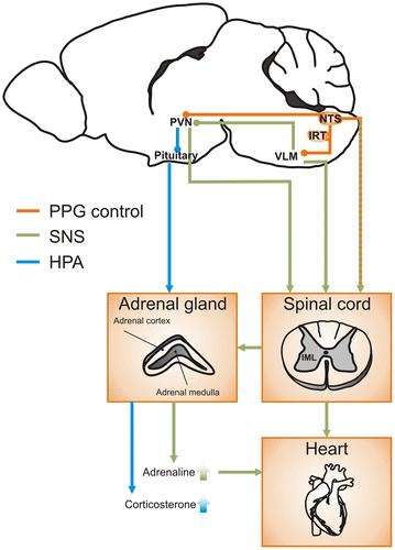Figure 2. PPG pathways to activate both HPA axis and sympathetic nervous system in the control of stress responses.