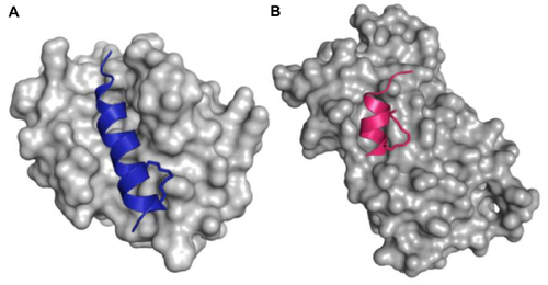 Figure 3 Crystal structures of (A) a BH3 stapled peptide (blue) bound to MCL-1 (gray) (PDB: 3MK8) and (B) a nuclear receptor helix stapled peptide (red) bound to estrogen receptor beta (gray) (PDB: 2YJD).