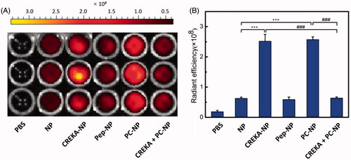 Figure 5. In vitro binding of various nanoparticles to FFP clots. (A) IVIS spectrum imaging and (B) corresponding radiant efficacy of FFP clots or CREKA-pretreated FFP clots after incubation with PBS (control) and DiR-labeled nanoparticles (NP, CREKA-NP, Pep-NP and PC-NP). Values were means ± SD, n = 3. ***p < .001 compared with NP group, ###p < .001 compared with CREKA + PC-NP group.