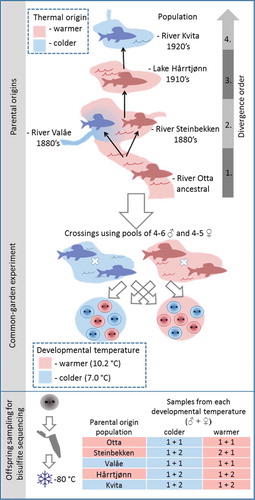 Figure 1. Schematic summary of the experimental design used in the study. Spawning adults were collected from the wild, and gametes stripped, and fertilizations conducted for pools of males and females from each study population. Then, the embryos were reared in a common-garden environment until sampling during the eyed-egg stage