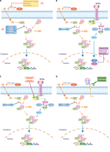 Figure 2 Schematic representation of therapeutic strategies used to inhibit Androgen Receptor signaling in LAR TNBC patients. (A) Androgen are produced from cholesterol and CYP17-lyase inhibitors, like Abiraterone Acetate, Orteronel and Seviteronel, inhibit the conversion of cholesterol in androgen (1). On the contrary, the antiandrogens bicalutamide, enzalutamide, proxalutamide or seviteronel block androgen binding to androgen receptor (AR) (2). Different treatment strategies currently combining antiandrogen therapy, such as bicalutamide or enzalutamide with CDK4/6 inhibitor Abemaciclib, Palbociclib or Ribociclib (B), or with PI3K inhibitors Alpelisib or Raselisib (C), or immunotherapy with Ipilimumab or Nivolumab (D). Blue, light blue and orange arrows represent signaling activation, while red, blue, purple and green bars depict inhibition of target signals.