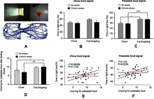 Figure 8 Fat-bingeing increases the motivation for palatable food, but chronic stress enhances the outcomes. In our motivation test, we suspended the food above the floor of the light box. The activity trajectories of the mice were analyzed by reprocessing the video recordings (A). Upon exposure to the chow food signal, there were no significant differences among groups (B). Upon exposure to the chow food signal, mice in fat-bingeing group and chronic stress/fat-bingeing group spent more time in the light box (C). Fat-bingeing increases craving for palatable food after fasting (D). Time in the light box in the presence of the palatable food (E) but not chow food (F) was positively correlated with the craving for palatable food. * denotes significant differences between chow group and due group; # denotes significant differences between chronic stress group and due group (*P<0.05; **P<0.01; ##P<0.01###P<0.001).