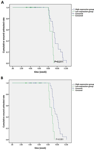 Figure 1 Kaplan-Meier survival curve analysis evaluated the complete wound healing rate of DFU between two expression groups. (A) Group with high miR-222-3p expression presented higher unhealed DFU cumulative rate relative to the low expression group in DFU patients’ peripheral blood (log rank, P = 0.011). The estimated median time of complete wound healing in groups with high and low miR-222-3p expressions were 9.64 weeks and 8.70 weeks, respectively, in DFU patients’ peripheral blood (P < 0.05). (B) Group with high miR-222-3p expression presented higher unhealed DFU cumulative rate relative to the low expression group in DFU patients’ wound margin tissue (log rank, P = 0.001). The estimated median time of complete wound healing in high and low expression groups were 9.76 weeks and 8.71 weeks, respectively, in DFU patients’ wound margin tissue (P < 0.05).