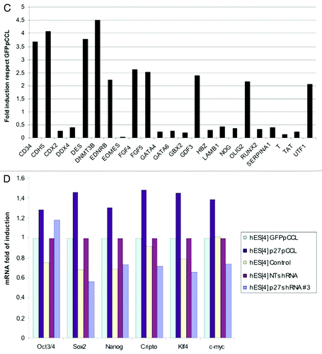 Figure 4C and D. SuperArray Real-Time PCR of pluripotency and differentiation genes in p27Kip1 overexpressing hESC. (C) Graph summarizing genes that were upregulated 2-fold or more or downregulated 50% or less were considered significant changes. (D) Quantitative RT-PCR of pluripotency markers in p27Kip1 overexpressing and knockdown hESC.