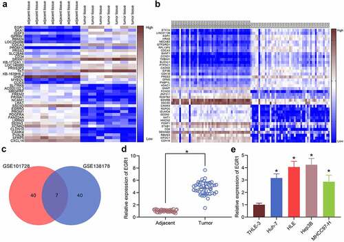 Figure 1. EGR1 is highly expressed in LC samples. a-b, heatmaps for DEGs between LC tissues and healthy tissues in the GEO GSE101728 (a) and GSE138178 (b) datasets; c, an intersection analysis based on the findings in a and b using a Venn diagram; d, expression of EGR1 mRNA in the clinical tumor tissues and the para-cancerous tissues examined by RT-qPCR (n = 43, the paired t test, *p < 0.05); e, expression of EGR1 mRNA in the acquired LC cell lines (Huh-7, HLE, Hep3B and MHCC97-H) and in THLE-3 cells evaluated by RT-qPCR (one-way ANOVA, *p < 0.05)