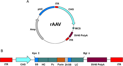 Figure 1 Antibody expression cassettes. (A) Schematic representation of bNAb constructs. Kpn I and Bgl II restriction sites are labeled atop the schematic. The expression vector components are labeled as follows: coding regions are located between the ITRs; CAG, promoters of the encoding protein; ss, human IL2 signal sequence leading to antibody secretion; HC, heavy chain antibody gene; LC, light chain antibody gene; Furin, furin cleavage site; 2A, FMDV 2A sequence. (B) Schematic representation of AAV expression plasmid.