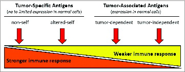 Figure 1. Immunologic character of tumor antigens. Simplified tumor antigen classification based on the immunologic character of the tumor antigen relative to its potential immunogenicity. Depicted are two main classes of antigens represented by tumor-specific and -associated antigens defined by normal cell expression, and four sub-classes ranging from stronger to weaker immunity. Non-self (e.g., viral proteins) and altered-self (e.g., mutant protein or restricted expression) antigens are proposed to elicit strong immune responses, and self antigens, whether involved in oncogenesis (tumor-dependent) or not (tumor-independent), would elicit weaker immune responses.