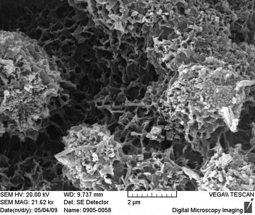 Figure 2. SEM image of activated porous calcium silicate.