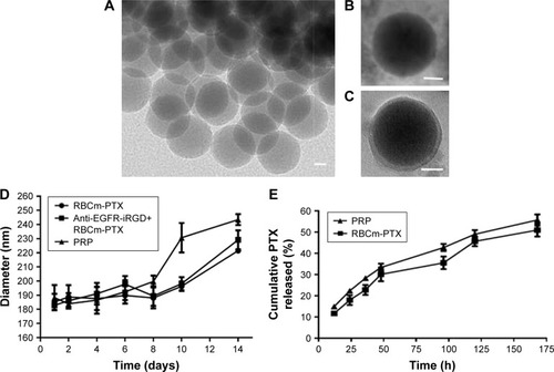 Figure 3 Characterization of PRP and RBCm-PTX.Notes: (A) Representative TEM images of RBCm-PTX, scale bars=50 nm. (B) Representative TEM image of PRP, scale bars=50 nm. (C) RBCm-PTX sample was negatively stained with uranyl acetate and subjected for TEM imaging, scale bars=50 nm. (D) Stability of PRP and RBCm-PTX in PBS. (E) In vitro release profile of PRP and RBCm-PTX in PBS. PRP, PTX loaded RBCm-derived microvesicles functionalized with anti-EGFR-iRGD.Abbreviations: PTX, paclitaxel; RBCs, red blood cells; RBCm, RBC membrane; TEM, transmission electron microscope.