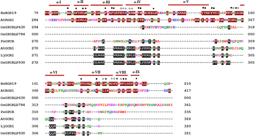 Figure 6. Multiple sequence alignment of cytosolic C-termini of RGS from human (HsRGS19: SwissProt accession no. P49795) and Arabidopsis (AtRGS1: GenPept NP_189238), GPCRs from pea (PsGPCR: AAY30370.2), Arabidopsis (AtGCR1: AAN15633.1), lotus (LjGCR1: UniProtKB/TrEMBL B6GV49) and high-ranked putative rice GPCRLPs (OsGPCRLP930, OsGPCRLP784 and OsGPCRLP630). Residues in white font and dark red highlight denote RGS box according to.Citation36 Identical and/or similar residues in candidate OsGPCRLPs to either of known plant GPCRs are highlighted in black.