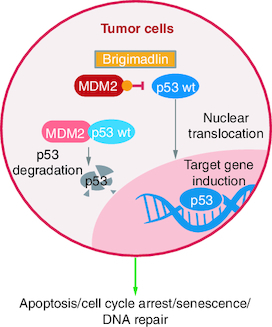 Figure 1. Brigimadlin mechanism of action in MDM2-amplified, TP53 wild-type tumor cells.MDM2: Mouse double minute 2 homolog; p53: Protein 53; wt: Wild-type.